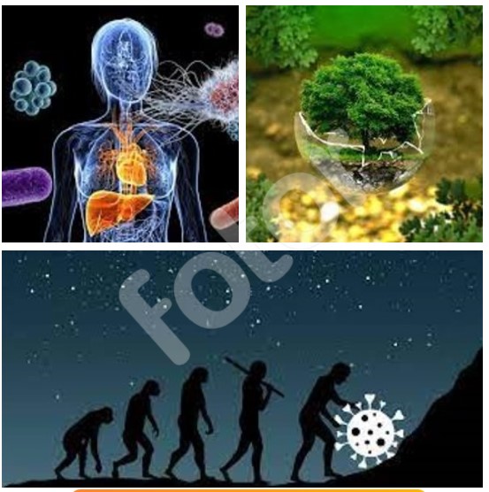 Εικόνα επιλογής